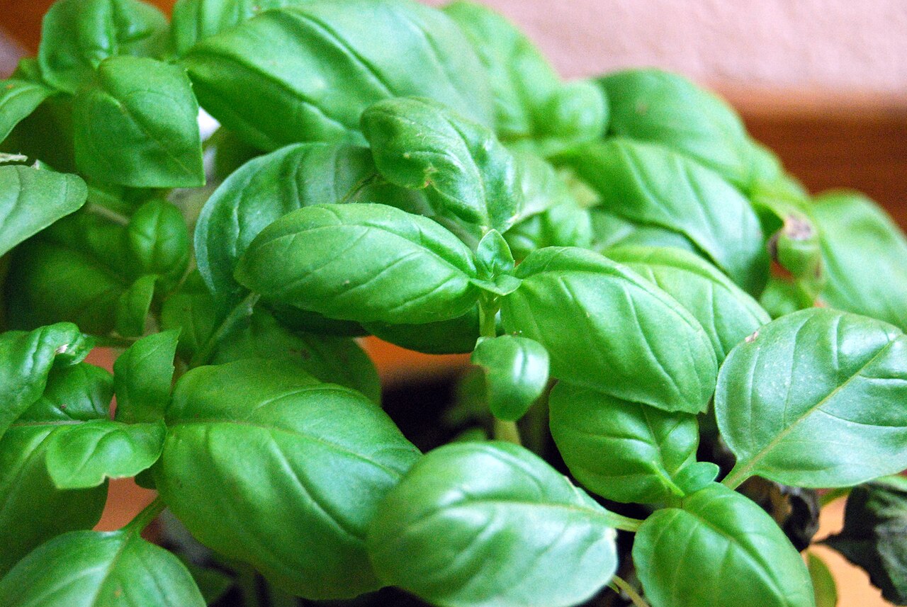 Basilico : proprietà, benefici, conservazione e congelamento