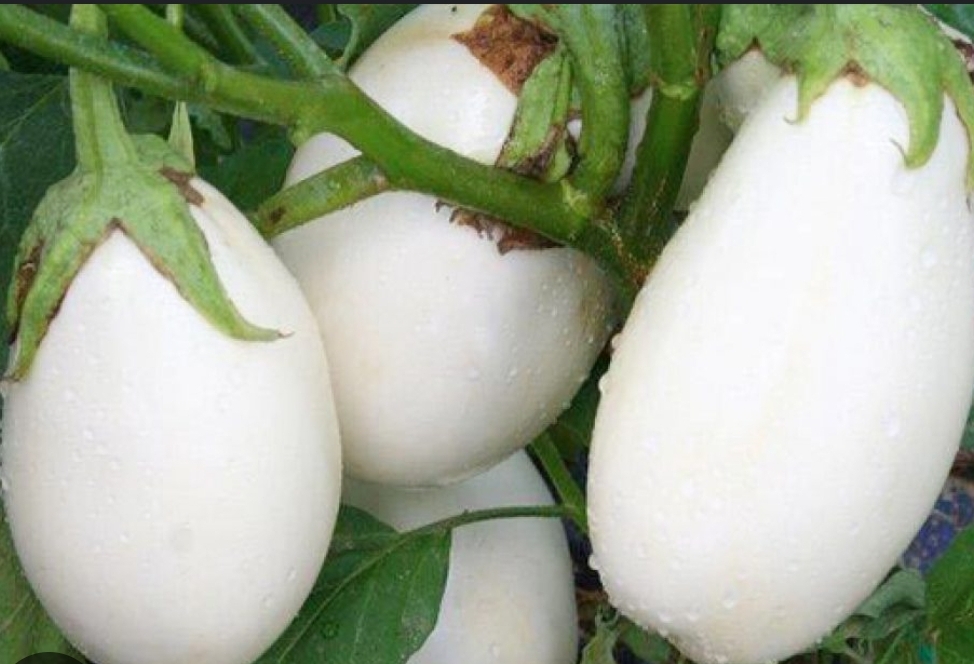melanzane