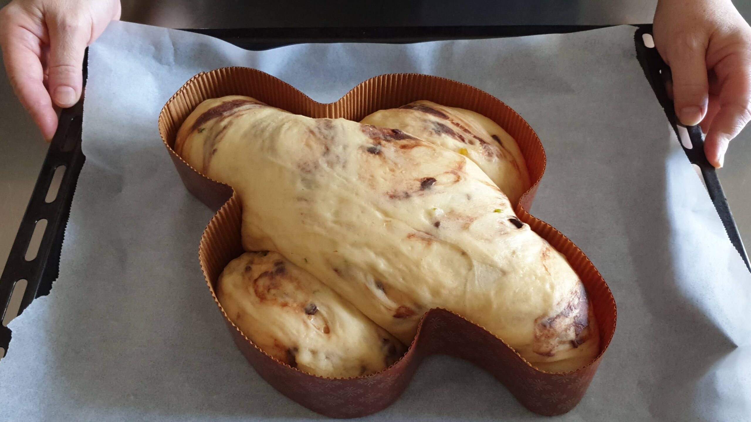colomba