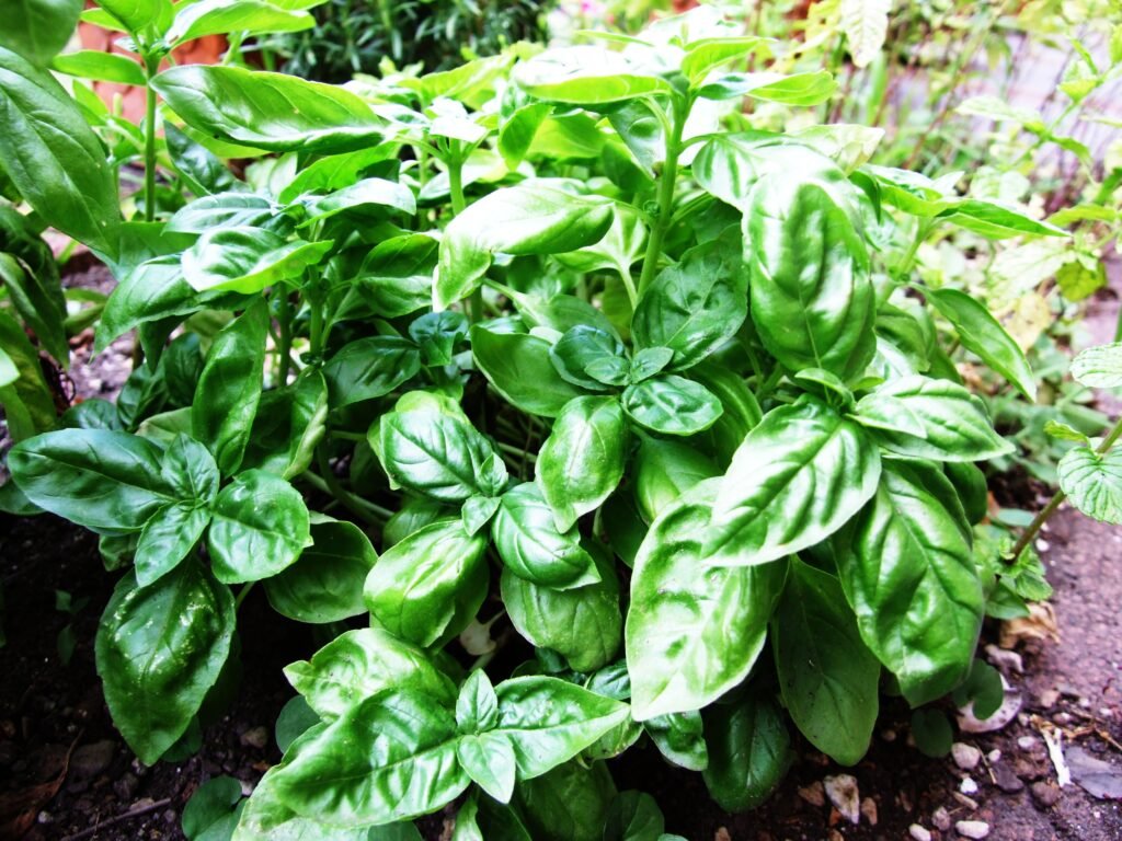 basilico