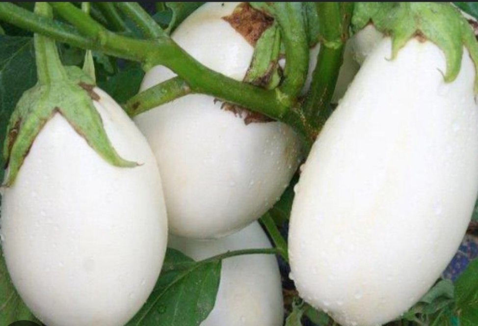 melanzane