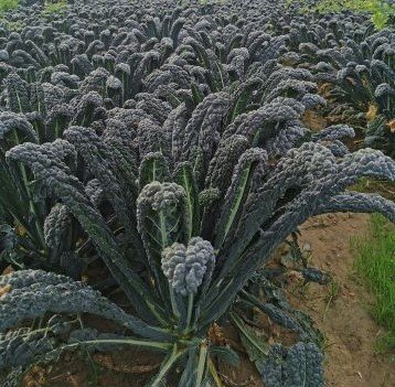 cavolo nero